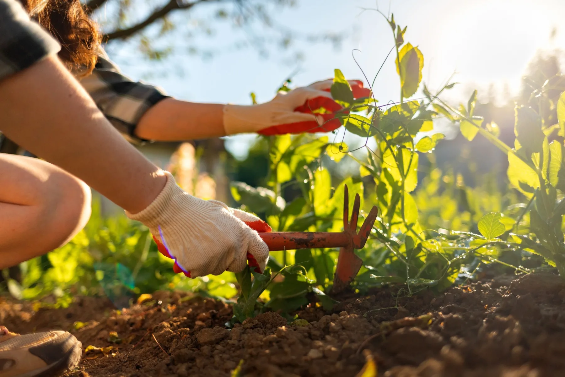 A beginner guide to start a specialized garden